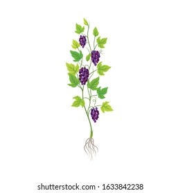 Grape Plant with Vines and Cluster of Grapes Vector Illustration