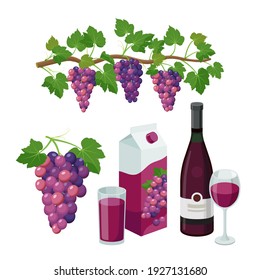 Grape product, vector illustration isolated on white background.