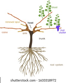 Grape pruning scheme: cane pruned. General view of grape vine plant with root system isolated on white background in dormant and growing season
