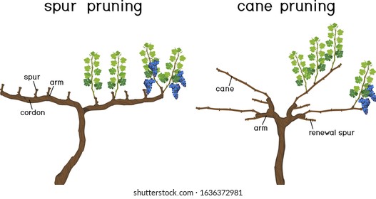 Grape pruning scheme: cane and spur pruned. General view of grape vine plant with root system isolated on white background