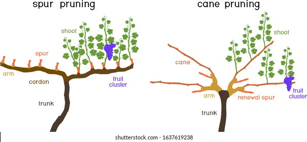 Grape pruning scheme: cane and spur pruned. General view of grape vine plant with root system isolated on white background