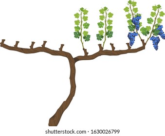 Grape pruning scheme: spur pruned. General view of grape vine plant isolated on white background in dormant and growing season