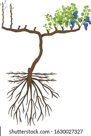 Grape pruning scheme: spur pruned. General view of grape vine plant with root system isolated on white background in dormant and growing season