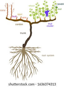 Grape pruning scheme: spur pruned. General view of grape vine plant with root system isolated on white background in dormant and growing season