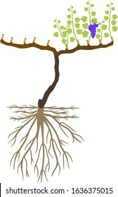 Grape pruning scheme: spur pruned. General view of grape vine plant with root system isolated on white background in dormant and growing season