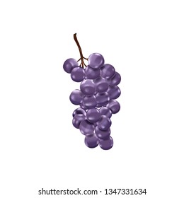 Grape, realistic vector illustration isolated on white.