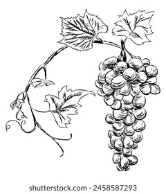 Grape ripe berries bunch, vine, leaves, winemaking, doodle sketch vector hand drawn illustration isolated on white