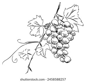 Manojo de bayas maduras de uva, hojas, vid, elaboración de vino, dibujo de garabatos Vector dibujado a mano ilustración aislada en blanco