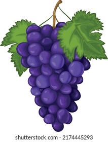 Grape. Ripe grapes are blue. Fresh grapes. Wine grapes vector illustration isolated on a white background