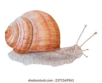 Grape, Roman, Burgundy snail, escargot, Achatina fulica clip art. Watercolor hand drawn realistic illustration for cosmetic, spa salons, restaurants, farms. Painting for books, stickers, cards, prints