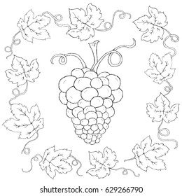 grape seed and leaf sketch hand drawn 