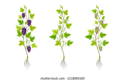 Plazas de uva con raíces, hojas verdes y racimos de uva ilustrados vectoriales