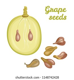 Grape seeds and half of grapes isolated on white background. Vector illustration in a flat style. Icon, banner.
