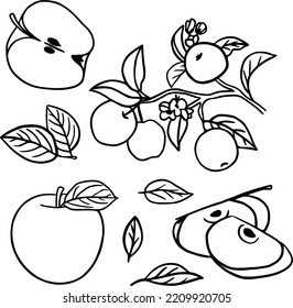 Grape set: apple, apple slice, leaves, branch. Fruits. Vector linear illustration