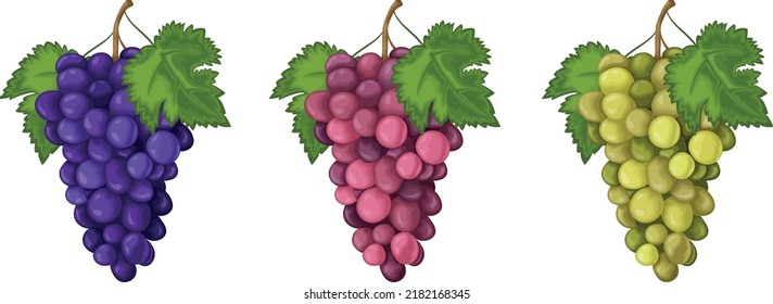 Grape. A set of grapes of three colors. Red blue and green grapes. Sweet ripe berries. Vegetarian organic product. Vector illustration