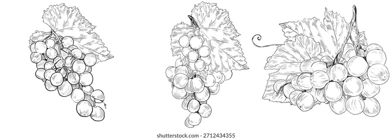 Conjunto de uva. Rama de vid dibujada a mano con racimo de uvas y hojas. Vector dibujado a mano ilustración de lápiz gráfico en blanco y negro. Uvas detalladas para el diseño del menú, etiquetas, cosméticos, impresiones