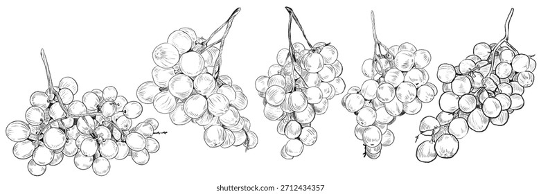 Conjunto de uva. Rama de vid dibujada a mano con racimo de uvas y hojas. Vector dibujado a mano ilustración de lápiz gráfico en blanco y negro. Uvas detalladas para el diseño del menú, etiquetas, cosméticos, impresiones