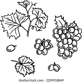 Grape set: vine, leaves, grapes. Fruits. Winemaking. Vector linear illustration