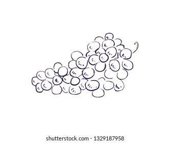grape sign sketch  design