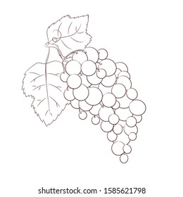 手描きのブドウのスケッチ ワインバインの輪郭 葉 ベリー 白い背景に白黒のクリップアート デザインワイン用の古いビンテージ彫刻イラスト のベクター画像素材 ロイヤリティフリー Shutterstock