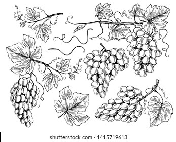 Grape sketch. Floral pictures wine grapes with leaves and tendrils vineyard engraving vector hand drawn illustrations. Vine sketch graphic, vineyard crop, fruit grapevine