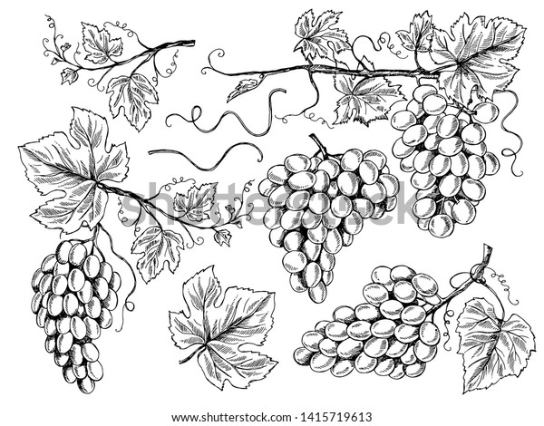 ブドウのスケッチ 花柄のワインぶどうと葉と巻きつきのぶどうのぶどうやぶどうの木にベクター手描きのイラストを彫り込みます つるのスケッチグラフィック ぶどう園 フルーツグレープ のベクター画像素材 ロイヤリティフリー