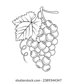 Grape sketch. hand drawn grape outline illustration. Grape black and white vector drawing. Grapes isolated on white background. vector illustration. line art drawing. Grapes leaf on branches.