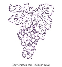 Grape sketch. hand drawn grape outline illustration. Grape black and white vector drawing. Grapes isolated on white background. vector illustration. line art drawing. Grapes leaf on branches.