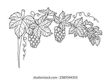 Grape sketch. hand drawn grape outline illustration. Grape black and white vector drawing. Grapes isolated on white background. vector illustration. line art drawing. Grapes leaf on branches.