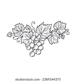 Grape sketch. hand drawn grape outline illustration. Grape black and white vector drawing. Grapes isolated on white background. vector illustration. line art drawing. Grapes leaf on branches.