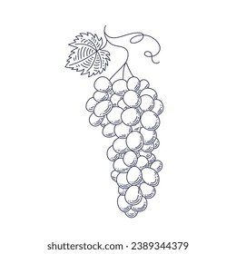 Grape sketch. hand drawn grape outline illustration. Grape black and white vector drawing. Grapes isolated on white background. vector illustration. line art drawing. Grapes leaf on branches.