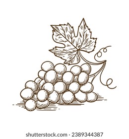 Grape sketch. hand drawn grape outline illustration. Grape black and white vector drawing. Grapes isolated on white background. vector illustration. line art drawing. Grapes leaf on branches.