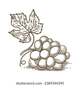 Grape sketch. hand drawn grape outline illustration. Grape black and white vector drawing. Grapes isolated on white background. vector illustration. line art drawing. Grapes leaf on branches.