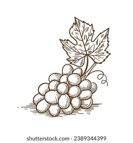 Grape sketch. hand drawn grape outline illustration. Grape black and white vector drawing. Grapes isolated on white background. vector illustration. line art drawing. Grapes leaf on branches.