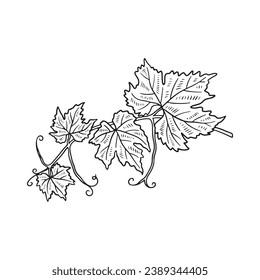 Grape sketch. hand drawn grape outline illustration. Grape black and white vector drawing. Grapes isolated on white background. vector illustration. line art drawing. Grapes leaf on branches.