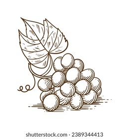 Grape sketch. hand drawn grape outline illustration. Grape black and white vector drawing. Grapes isolated on white background. vector illustration. line art drawing. Grapes leaf on branches.