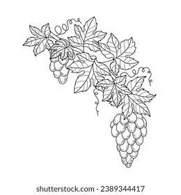 Grape sketch. hand drawn grape outline illustration. Grape black and white vector drawing. Grapes isolated on white background. vector illustration. line art drawing. Grapes leaf on branches.