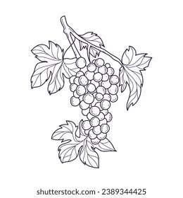 Grape sketch. hand drawn grape outline illustration. Grape black and white vector drawing. Grapes isolated on white background. vector illustration. line art drawing. Grapes leaf on branches.