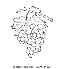 Esbozo de uva. ilustración del esquema de uva dibujada a mano. Dibujo vectorial en blanco y negro de uva. Uvas aisladas de fondo blanco. ilustración vectorial. dibujo de líneas. Las uvas se esparcen en ramas.