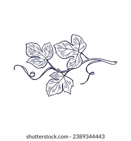 Grape sketch. hand drawn grape outline illustration. Grape black and white vector drawing. Grapes isolated on white background. vector illustration. line art drawing. Grapes leaf on branches.