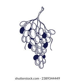 Grape sketch. hand drawn grape outline illustration. Grape black and white vector drawing. Grapes isolated on white background. vector illustration. line art drawing. Grapes leaf on branches.