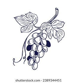 Grape sketch. hand drawn grape outline illustration. Grape black and white vector drawing. Grapes isolated on white background. vector illustration. line art drawing. Grapes leaf on branches.