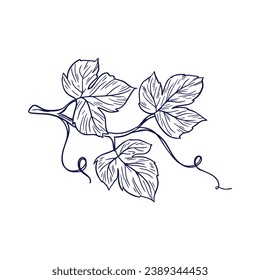 Grape sketch. hand drawn grape outline illustration. Grape black and white vector drawing. Grapes isolated on white background. vector illustration. line art drawing. Grapes leaf on branches.