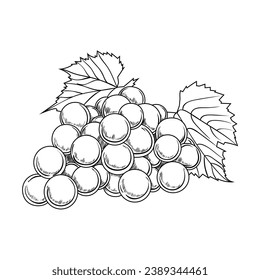 Grape sketch. hand drawn grape outline illustration. Grape black and white vector drawing. Grapes isolated on white background. vector illustration. line art drawing. Grapes leaf on branches.