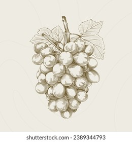 Grape sketch. hand drawn grape outline illustration. Grape vector drawing. Grapes isolated on background. vector illustration. line art drawing. Grapes leaf on branches.