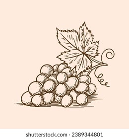 Esbozo de uva. ilustración del esquema de uva dibujada a mano. Dibujo vectorial de uva. Uvas aisladas en el fondo. ilustración vectorial. dibujo de líneas. Las uvas se esparcen en ramas.
