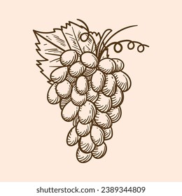 Grape sketch. hand drawn grape outline illustration. Grape vector drawing. Grapes isolated on background. vector illustration. line art drawing. Grapes leaf on branches.