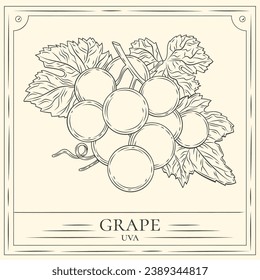 Grape sketch. hand drawn grape outline illustration. Grape vector drawing. Grapes isolated on background. vector illustration. line art drawing. Grapes leaf on branches.