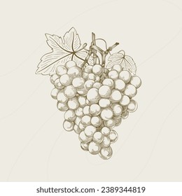 Grape sketch. hand drawn grape outline illustration. Grape vector drawing. Grapes isolated on background. vector illustration. line art drawing. Grapes leaf on branches.