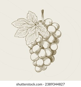 Grape sketch. hand drawn grape outline illustration. Grape vector drawing. Grapes isolated on background. vector illustration. line art drawing. Grapes leaf on branches.